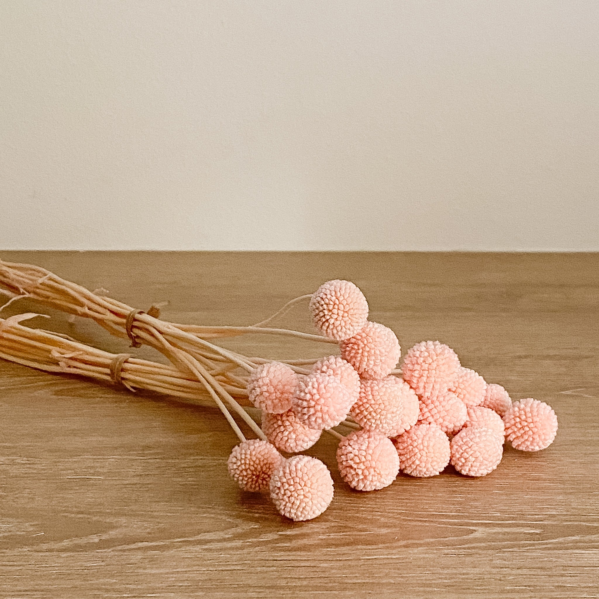 Billy Buttons - Pink